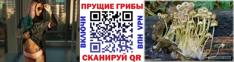 что такое наркотик  Кадников  Галлюциногенные грибы мицелий 